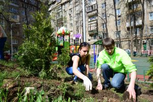 Деревья высадят в нескольких дворах в районе. Фото: Антон Гердо, «Вечерняя Москва»